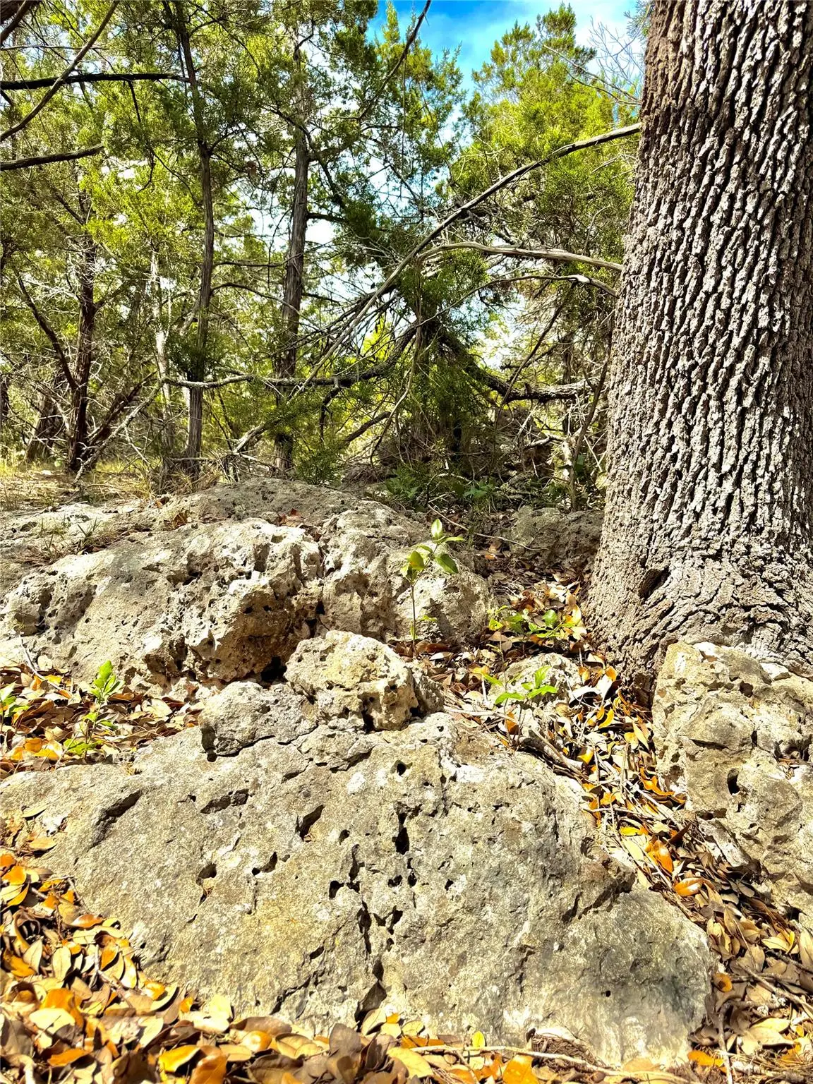 2519 George Pass, Canyon Lake, TX 78133 - #1