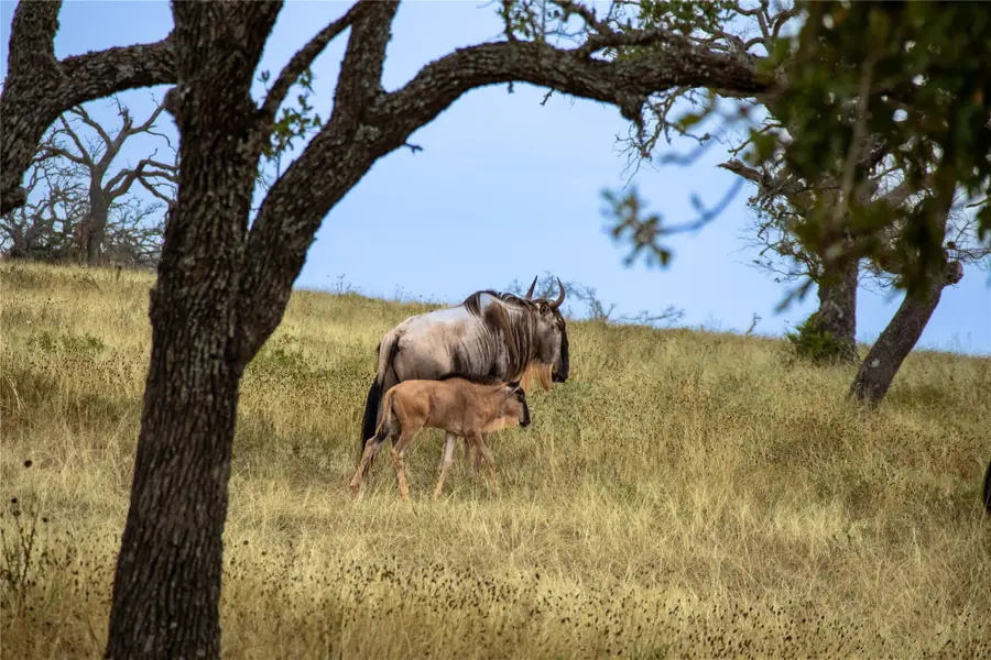 28acres 170 Goose Landing Way #28acres(Lot20-22), Harper, TX 78631 - #3