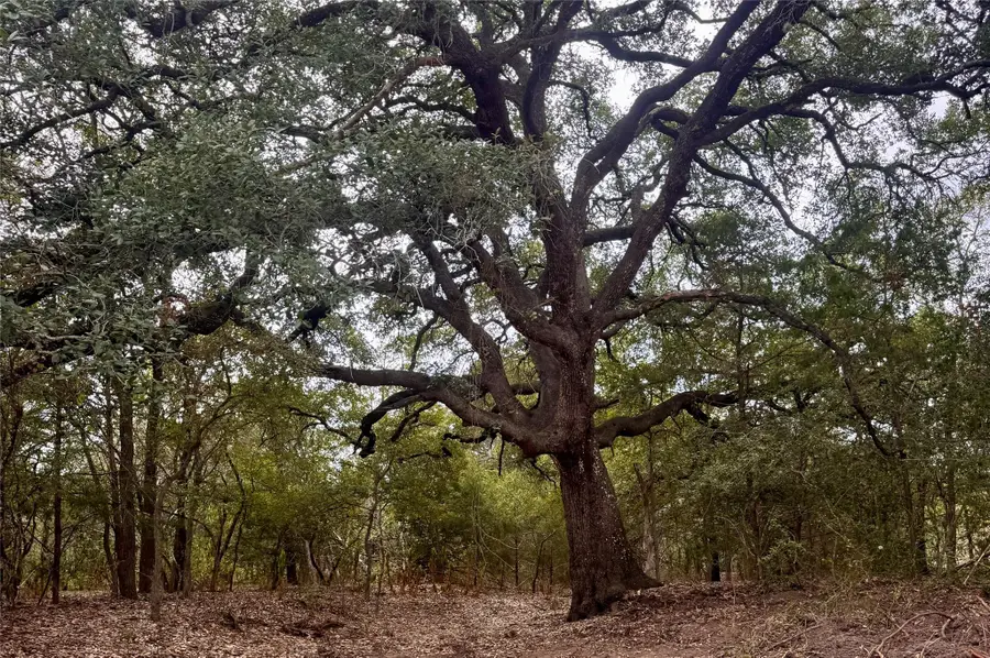 12 Acres Mt Pleasant Rd, Cedar Creek, TX 78612 - #2