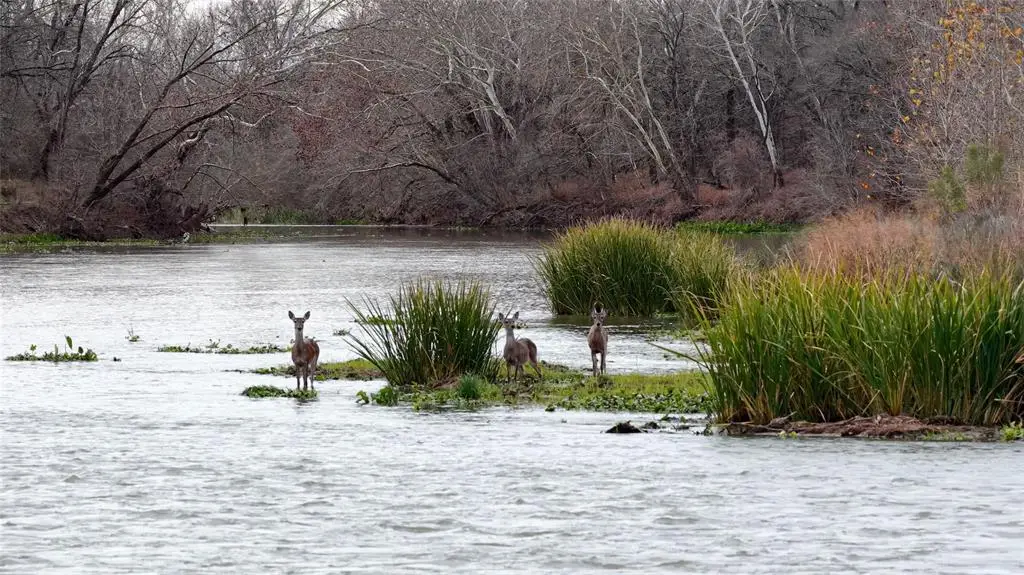 256 Greasy Bend Rd, Smithville, TX 78957 - Image #1