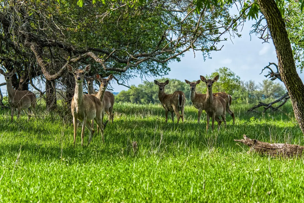 171 County Road 333, Goldthwaite, TX 76844 - #1