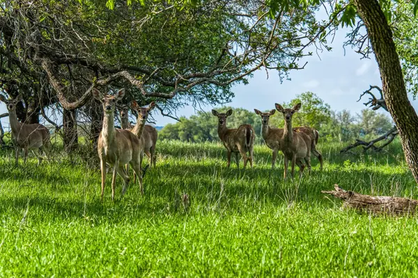171 County Road 333, Goldthwaite, TX 76844
