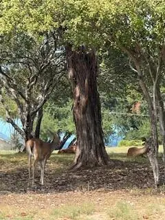 3956 Outpost Trce, Lago Vista, TX 78645 - Image #3