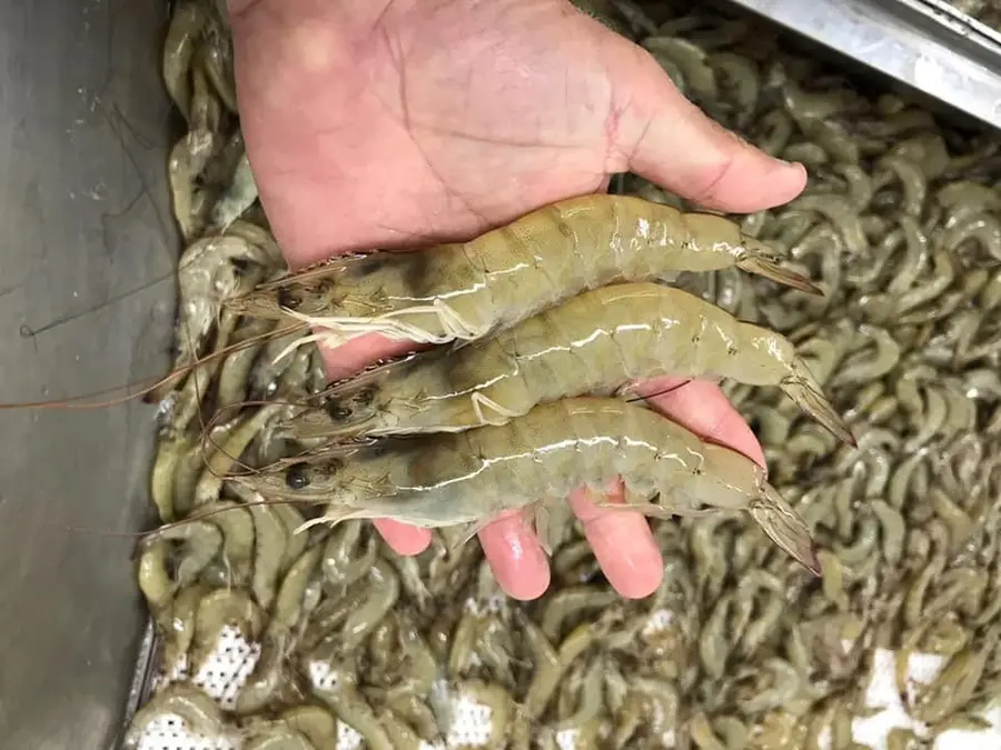 7979 Goyo Garcia Rd, Raymondville, TX 78580 - Image #2