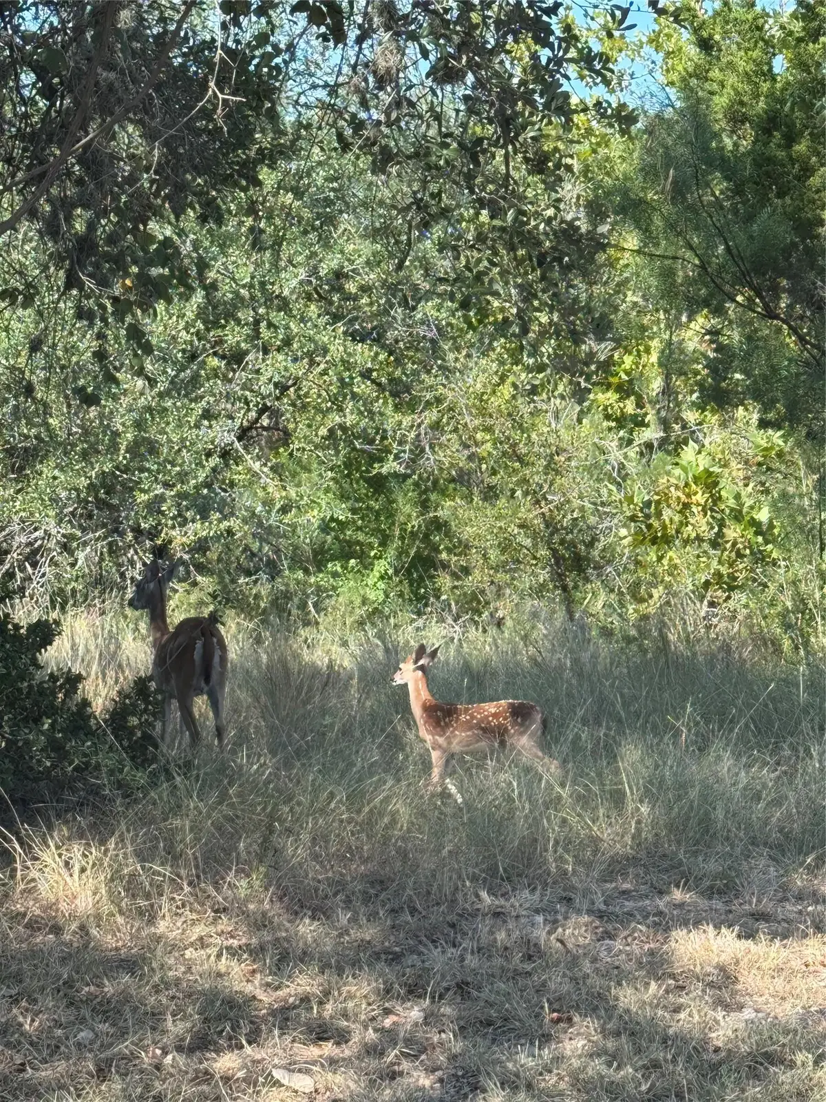 0000 Hi Stirrup/moon, Horseshoe Bay, TX 78657 - Image #1