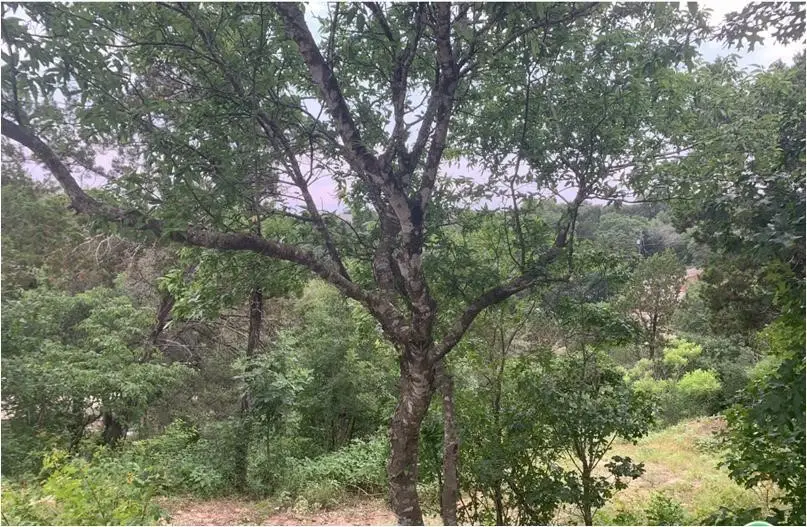 2644 Crazyhorse Pass, Austin, TX 78734 - Image #2