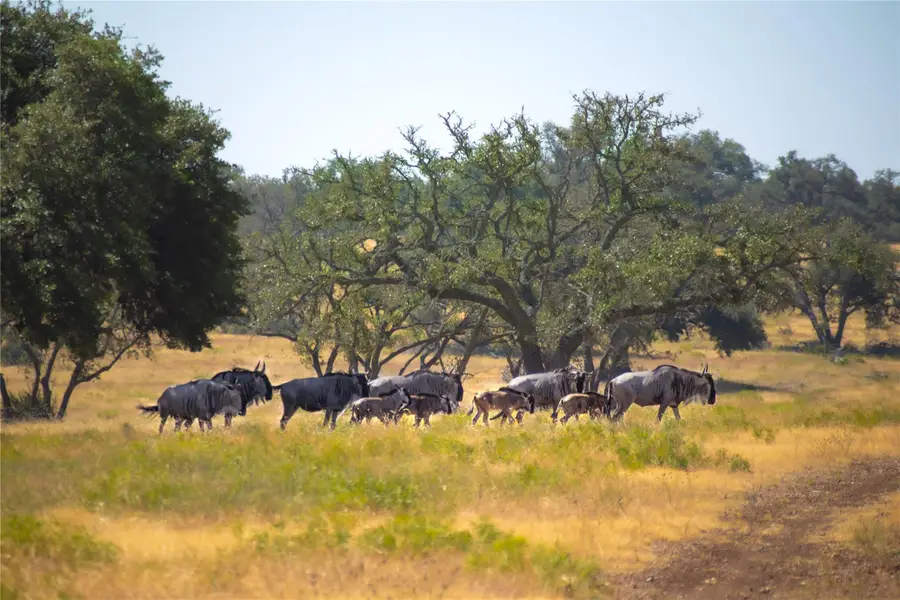 Lot 55 Pack Saddle Dr Dr, Harper, TX 78631 - Image #2