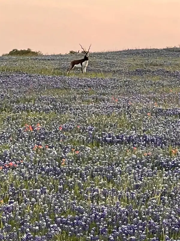 2265 County Road 106, Purmela, TX 76566