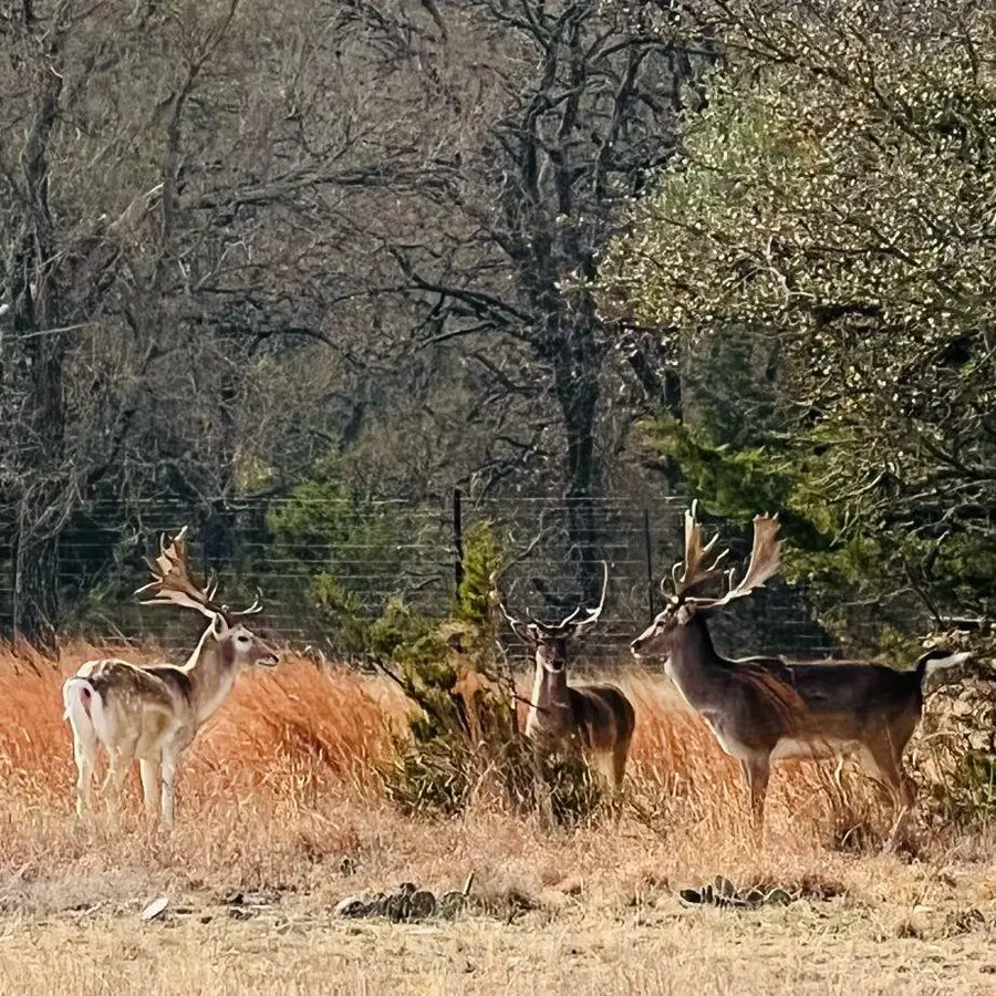 2265 County Road 106, Purmela, TX 76566 - #3