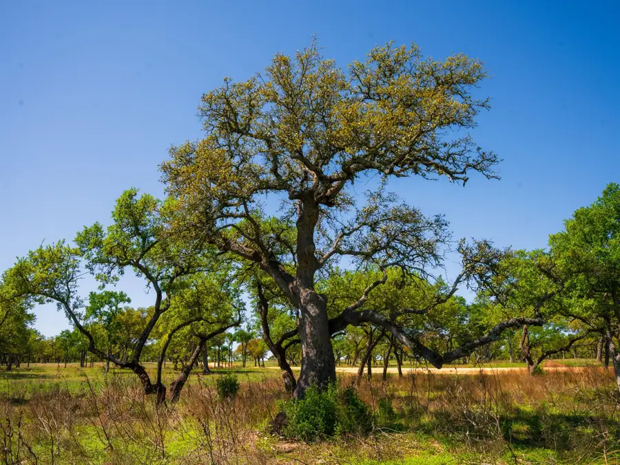 000 Serenity Springs Rnch, Johnson City, TX 78636 - Image #2