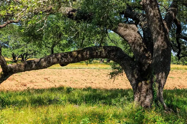 3736-5 County Road 113 Rd, Llano, TX 78643