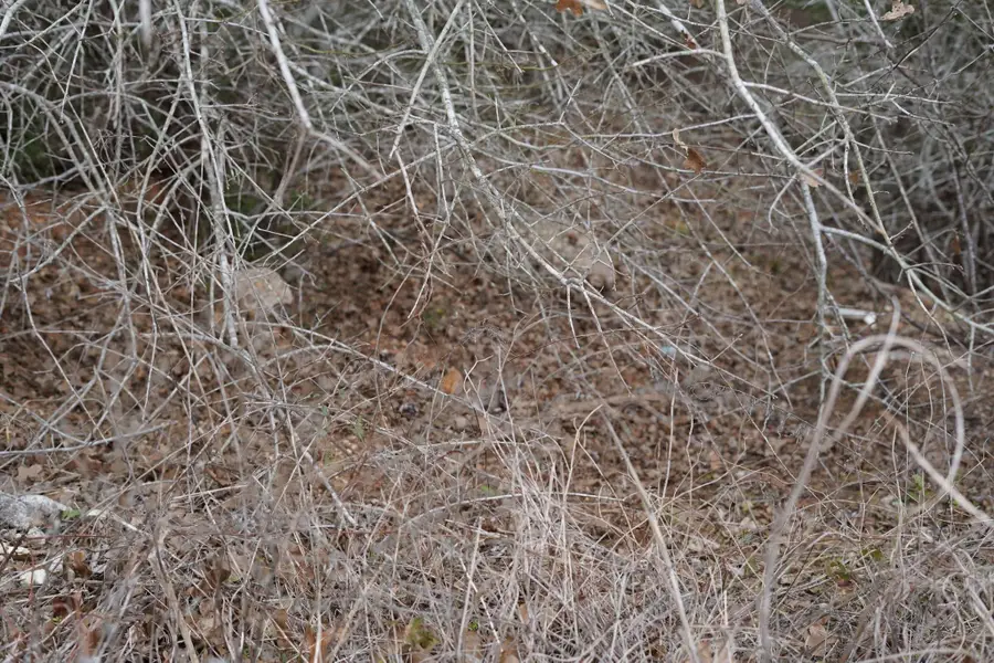 TBD Lot 858 Mamalu Dr, Bastrop, TX 78602 - Image #2