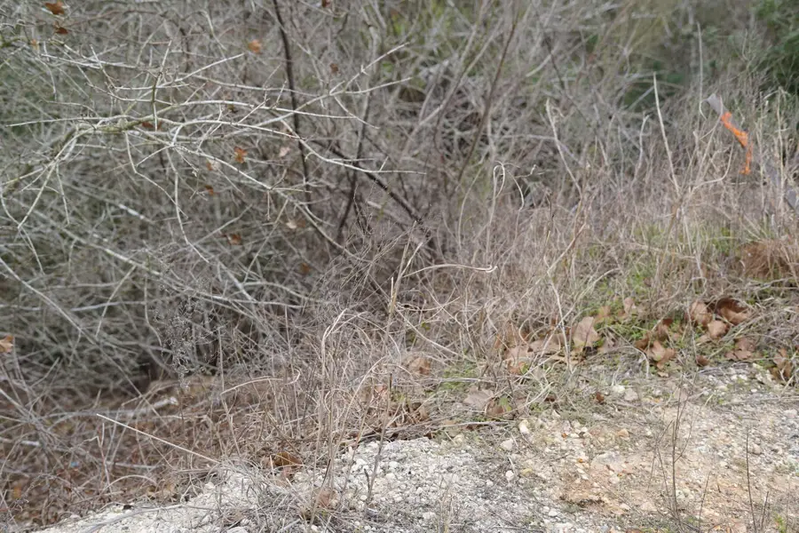 TBD Lot 858 Mamalu Dr, Bastrop, TX 78602 - Image #3