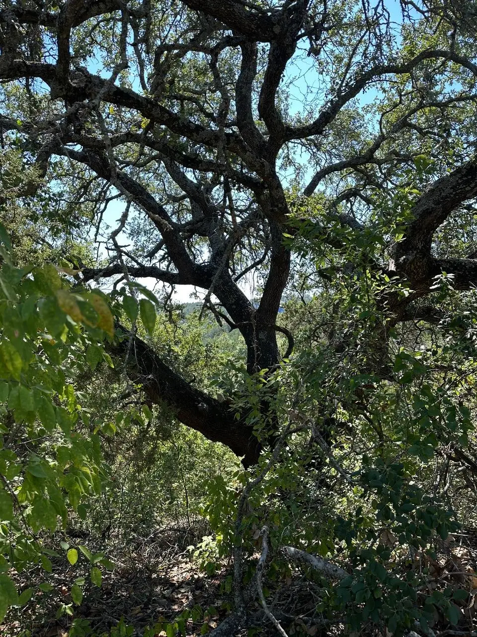 8503 Talon Cir, Lago Vista, TX 78645 - Image #1