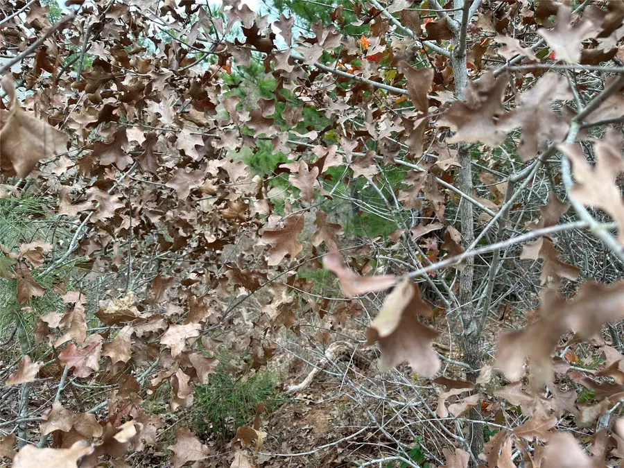 TBD N. Pahihi Dr, Bastrop, TX 78602 - Image #3