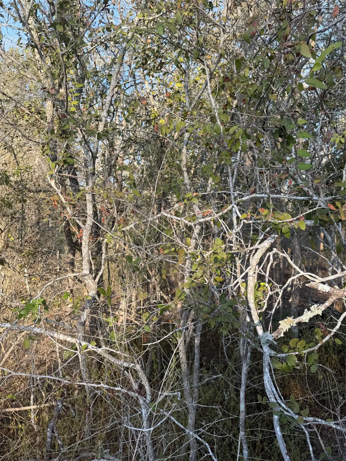 156 and 160 Helemano Dr, Bastrop, TX 78602 - #1