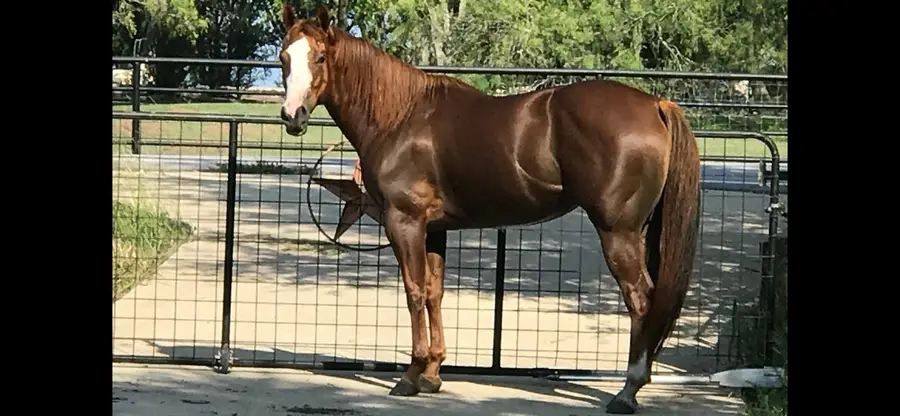 7406 Nez Perce Trce, Manor, TX 78653 - Image #3