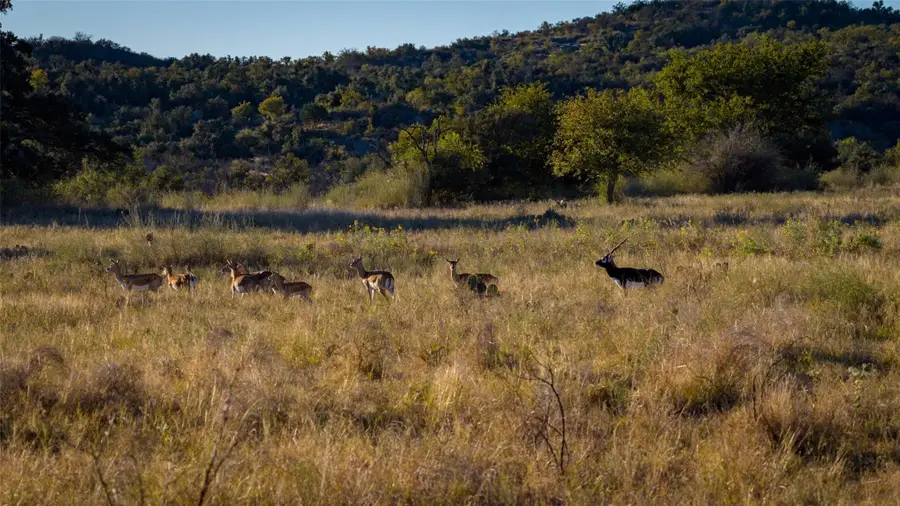 7702 Ranch Road 965, Llano, TX 78643 - Image #3