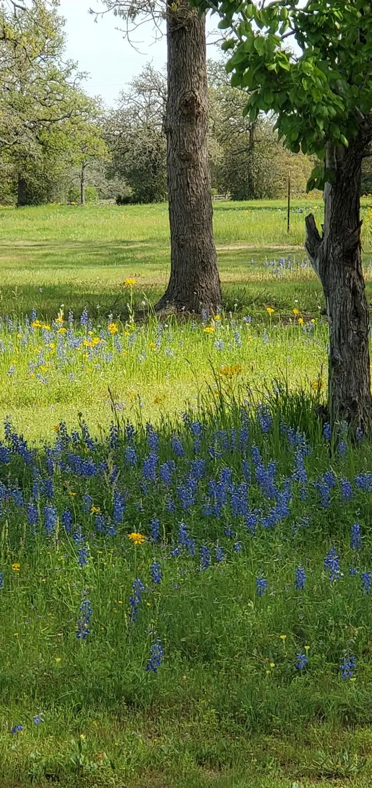 3873 Fm 1624, Lincoln, TX 78948 - #3