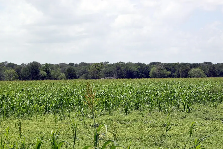 9411 Fm 86 Highway, Lockhart, TX 78644 - Image #2