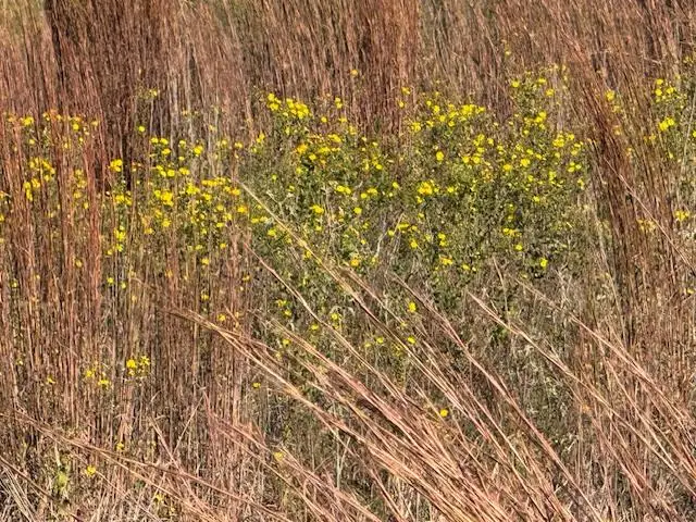 329 Cardinal Dr, Paige, TX 78659 - Image #3