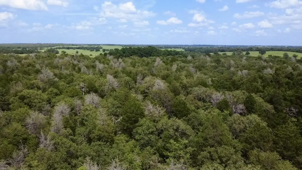 TBD County Road 337, Lexington, TX 78947 - #1