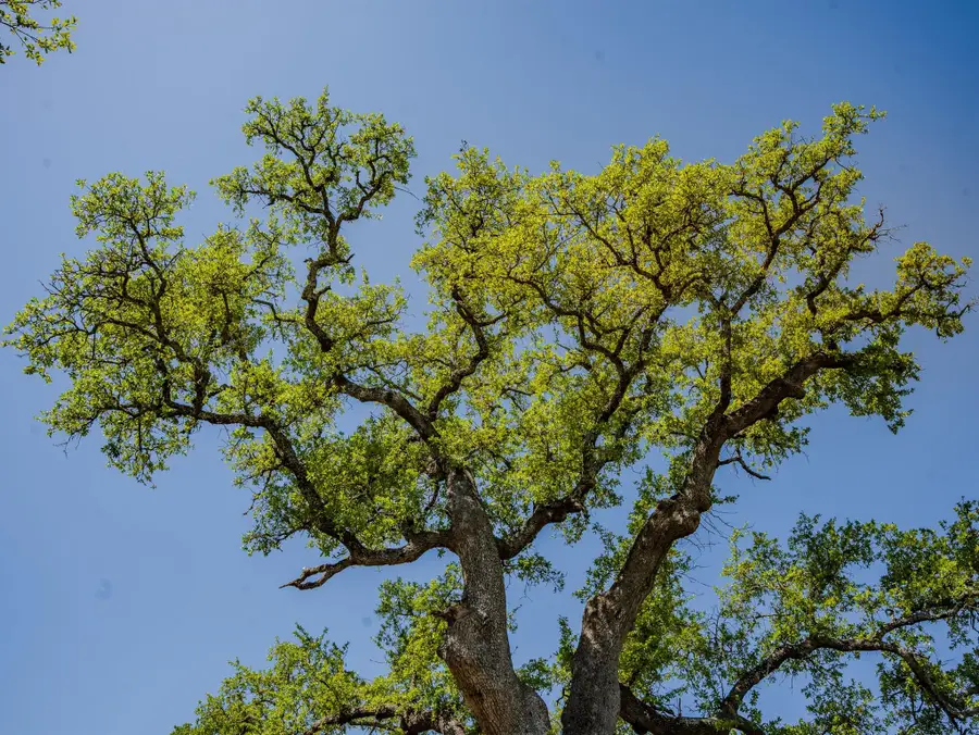 000 Tall Oak Rnch, Johnson City, TX 78636 - Image #2