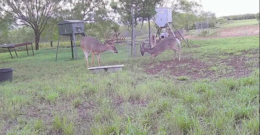 0 Fm 2294, Santa Elena, TX 78591 - Image #2