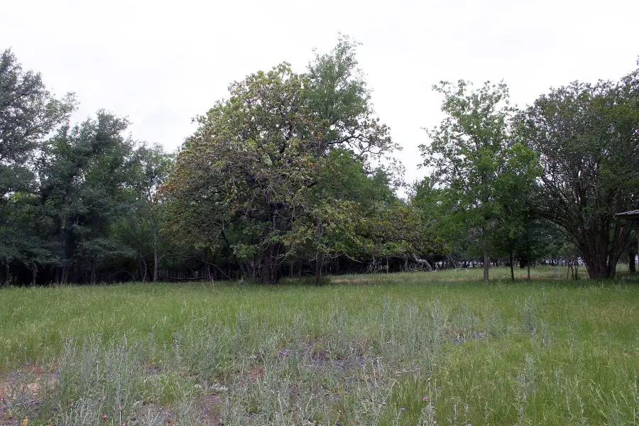 7887 Pettytown Rd, Red Rock, TX 78662 - #2