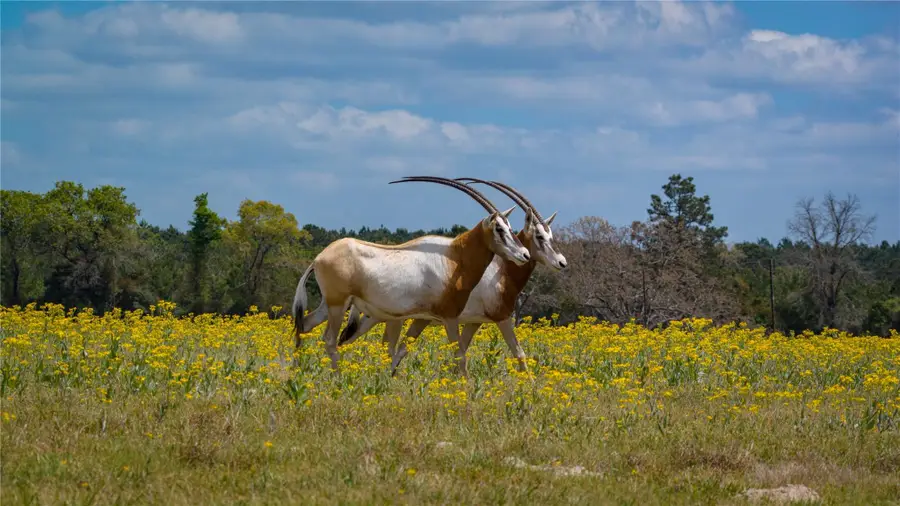 3860 Fm 2259, Nacogdoches, TX 75961 - #2