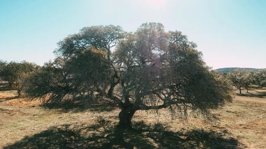 268 Kinnikinik Lot 8 Loop, Austin, TX 78737 - Image #2