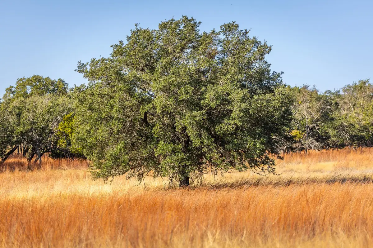 1260 County Road 2001, Lampasas, TX 76550 - Image #1