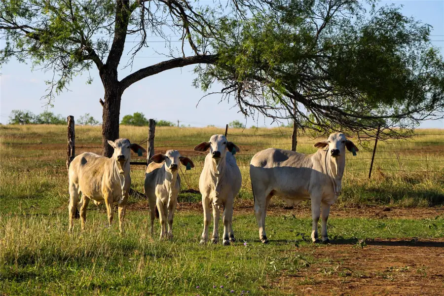 Tract 3 +/- 29 AC E State Highway 87, Nixon, TX 78140 - #2