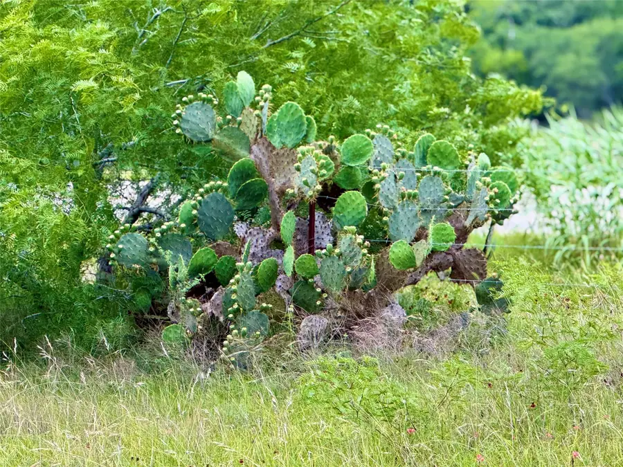 TBD Tract Q Fm 108, Smiley, TX 78159 - Image #3