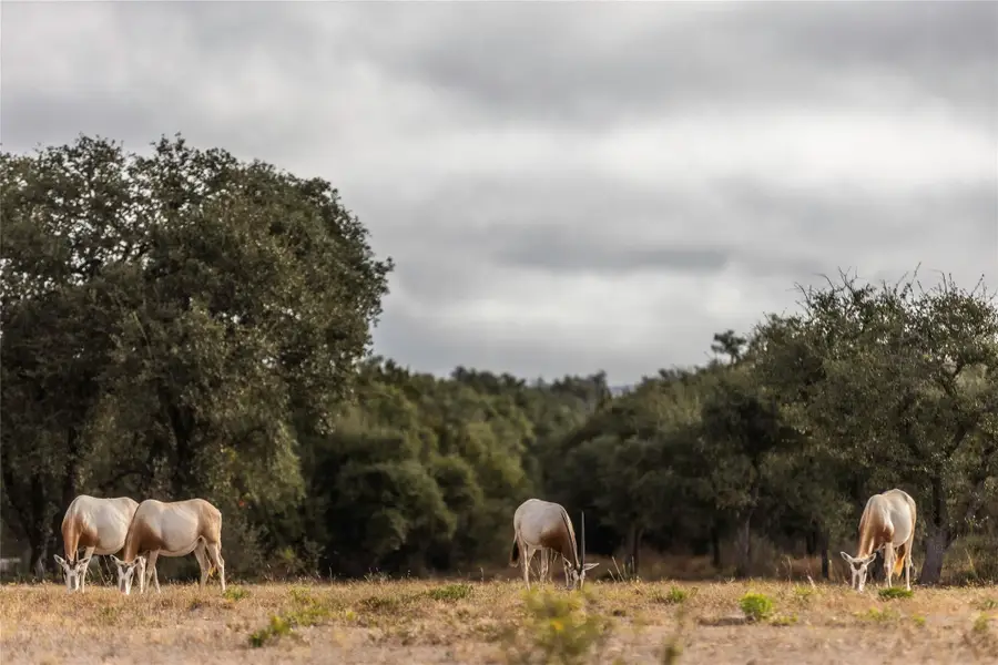 Lot 1 Legacy Hills Dr, Johnson City, TX 78636 - Image #2