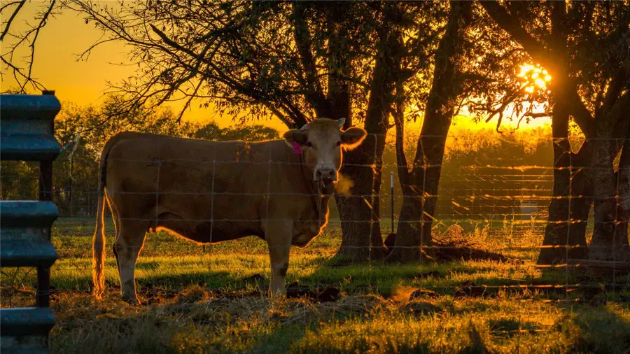 8323 E State Highway 29, Georgetown, TX 78626 - Image #3