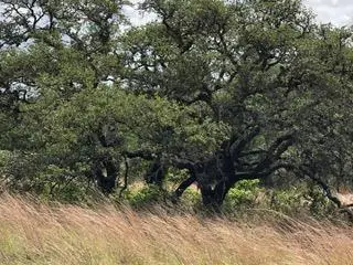 207 Verbena Ct, Johnson City, TX 78636 - Image #2