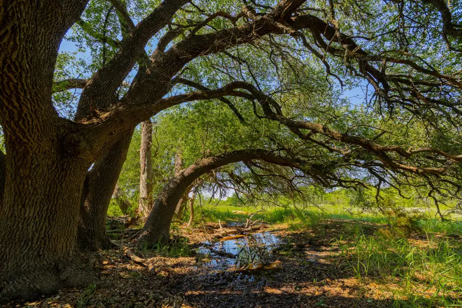 TBD Hidden Pond Ranch County Road 180 Rd, Purmela, TX 76566 - #3
