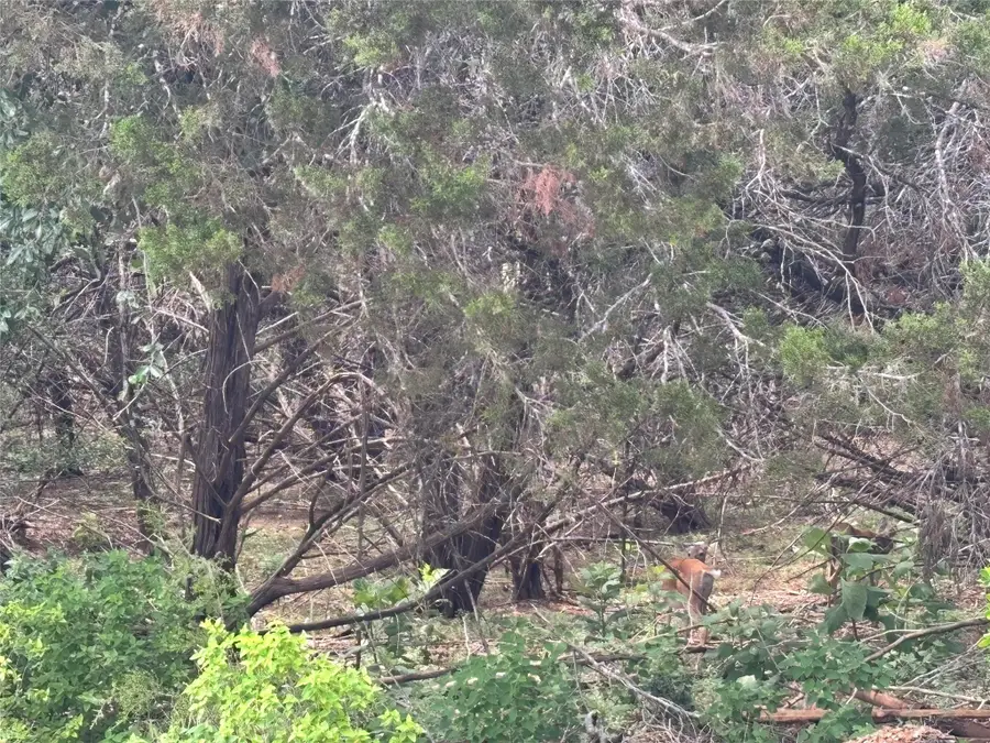 000 Tbd Dr, Canyon Lake, TX 78133 - Image #2