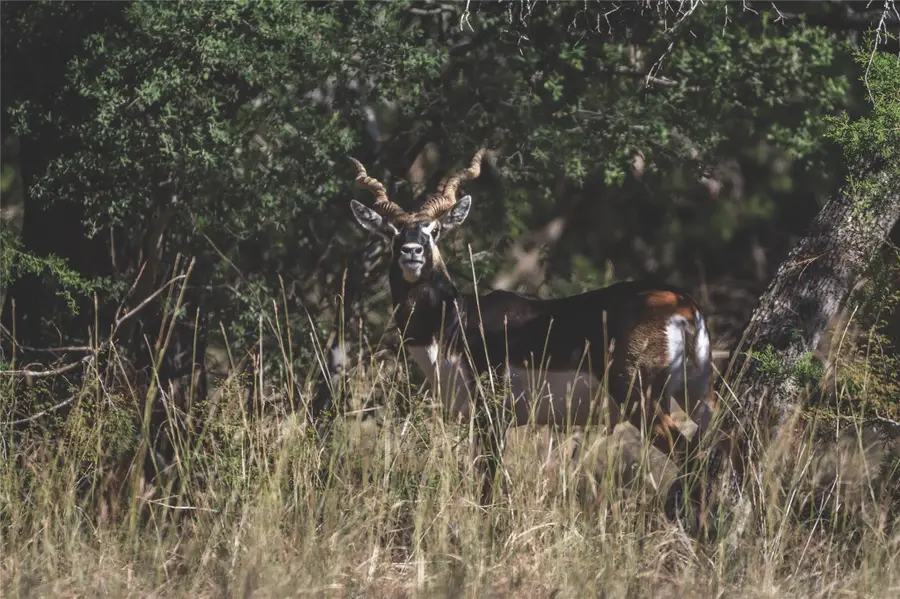 62 Balcones Dr, Johnson City, TX 78636 - Image #2