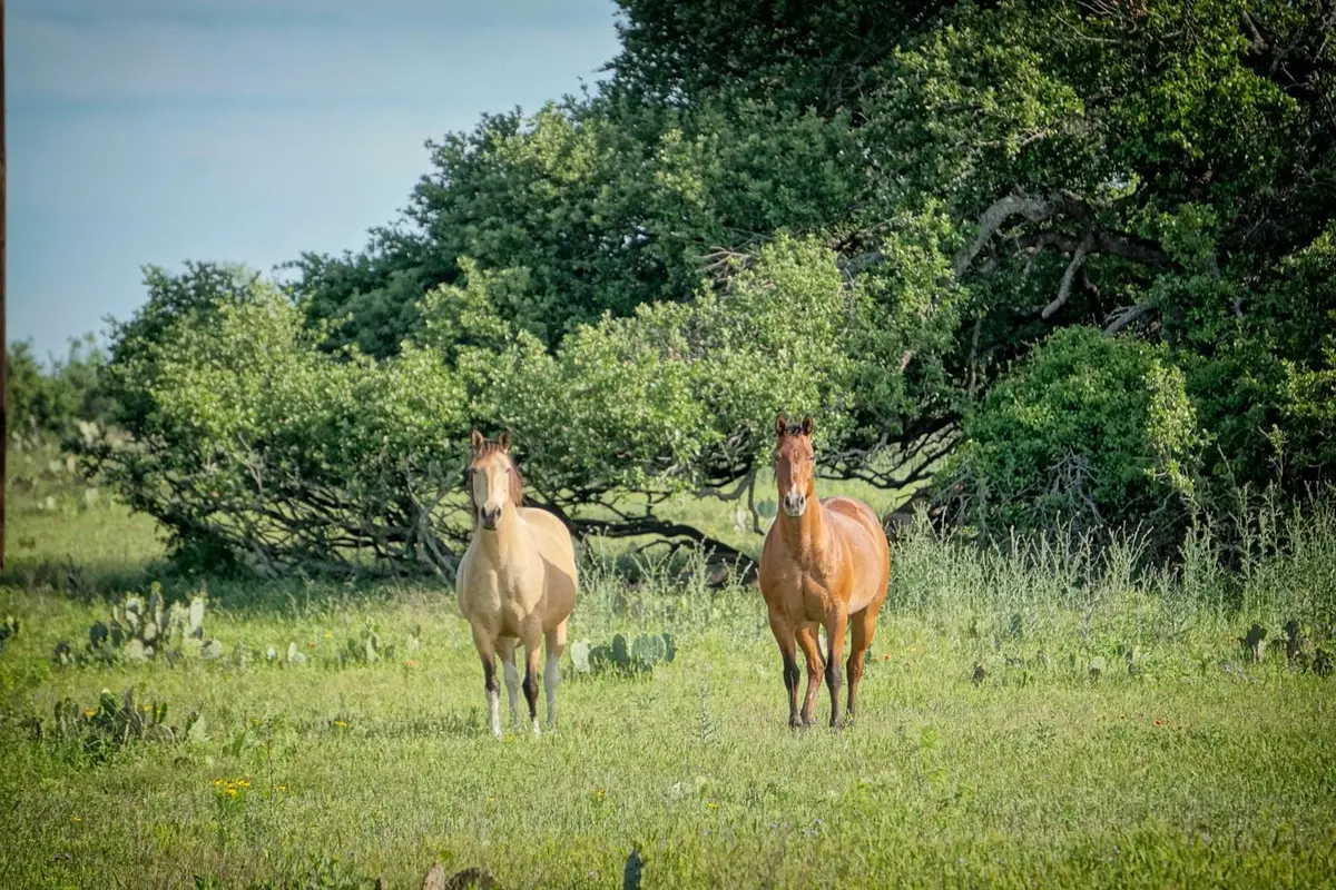 Lot 200 Swamp Creek Cove, Burnet, TX 78611 - #1
