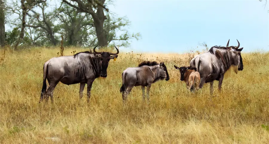 556 Cliff View-lot 53 Loop, Harper, TX 78631 - #3