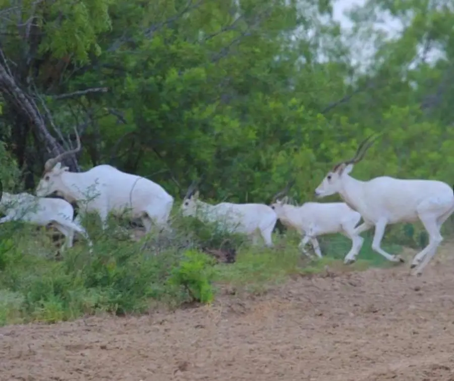 7103 Peck Bush Rd, Moore, TX 78057 - Image #3