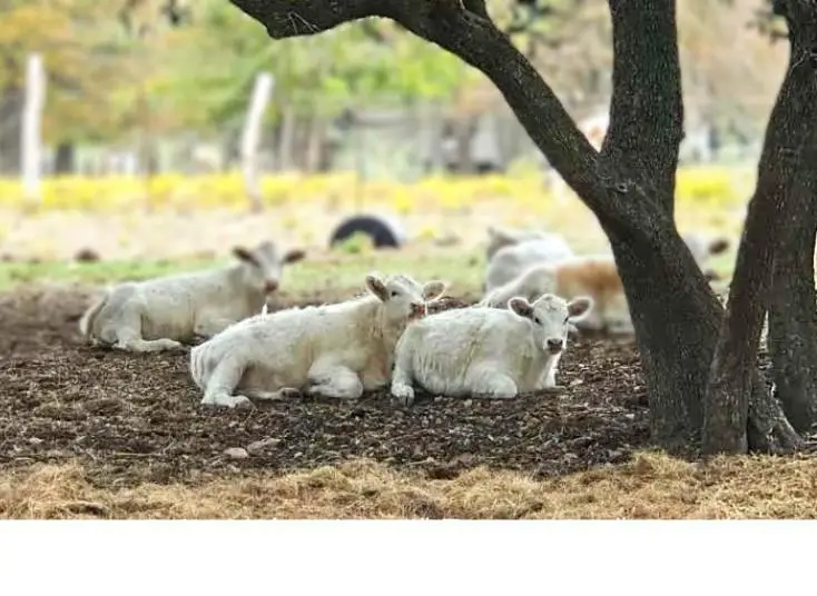 387 Black Watch Ln, Lockhart, TX 78644 - Image #2