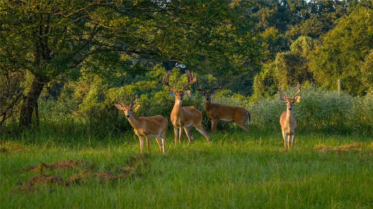 1577 County Road 431, Tennessee Colony, TX 75861 - Image #1