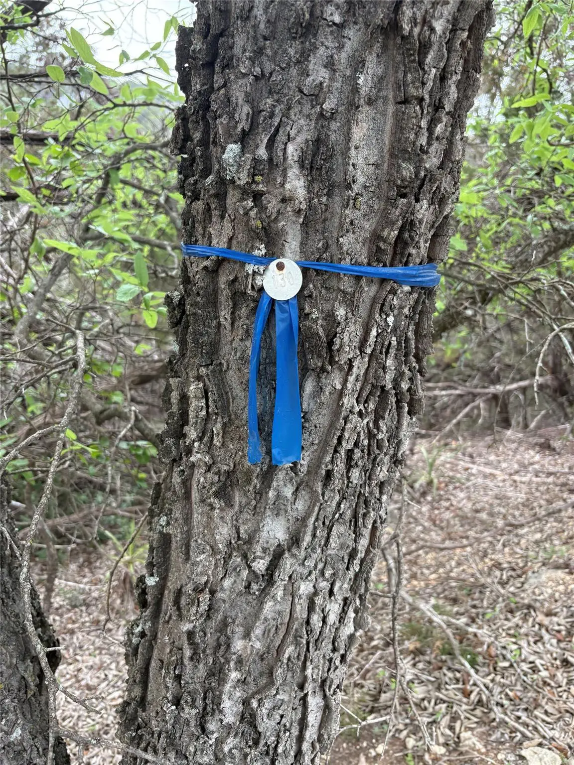 6205 Valleyview St, Lago Vista, TX 78645 - #1