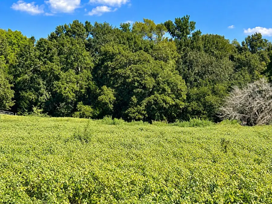 6228 Fm 141 Rd, Dime Box, TX 77853 - #3