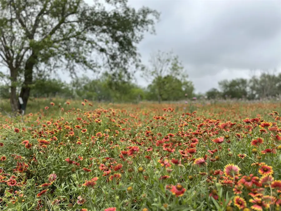 379 Vintners Way, Fredericksburg, TX 78624 - #3