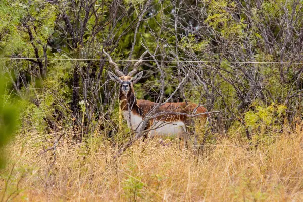 5990 Fm 1241, Hamilton, TX 76531