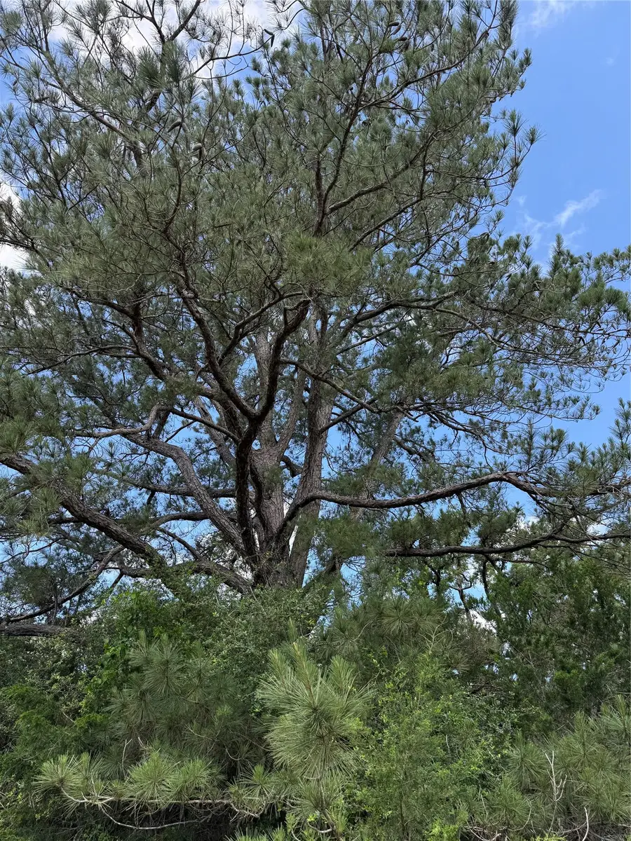 1749 Fm 535, Smithville, TX 78957 - #2